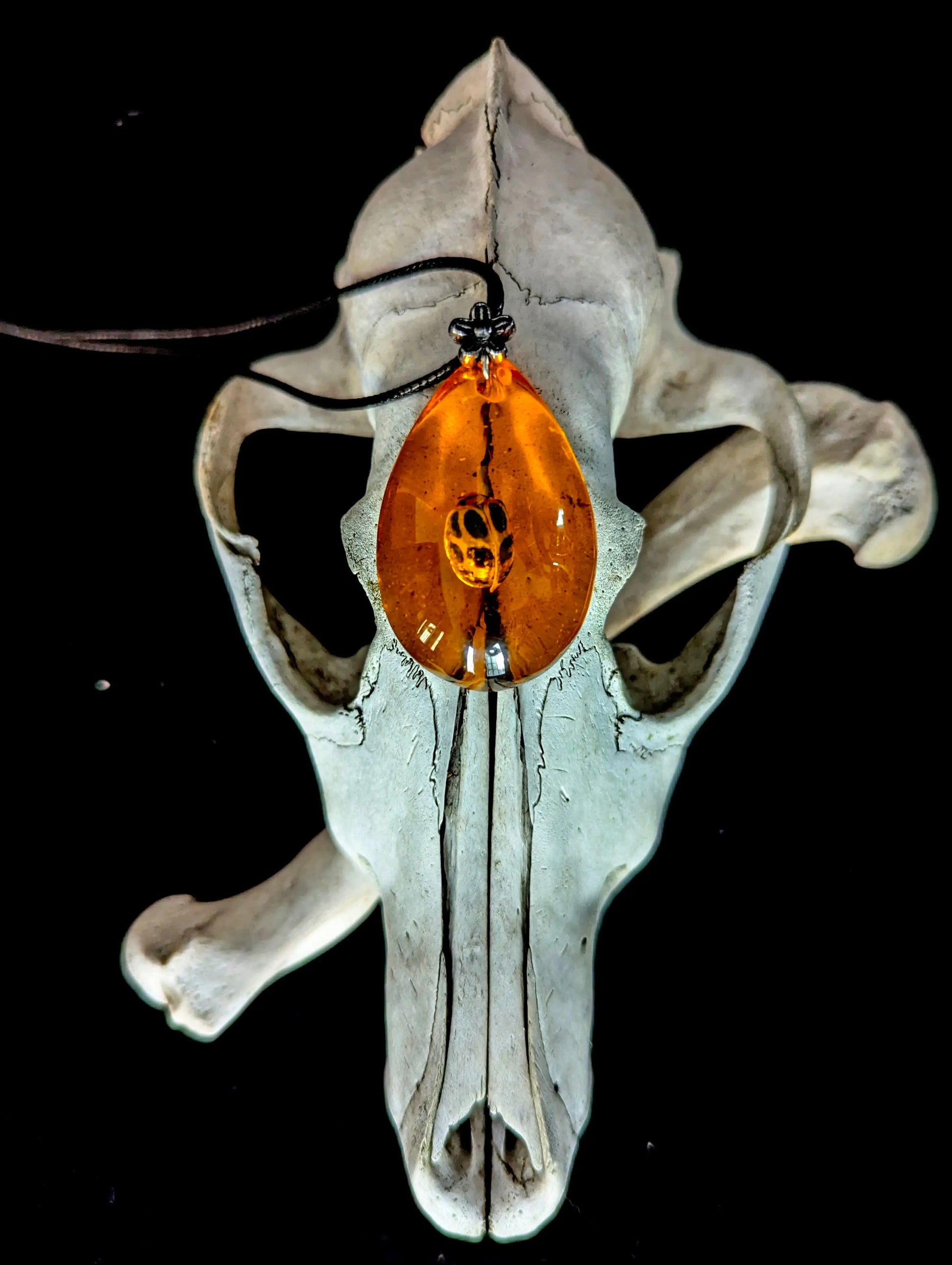 Amber teardrop pendant on a coyote skull against a black background