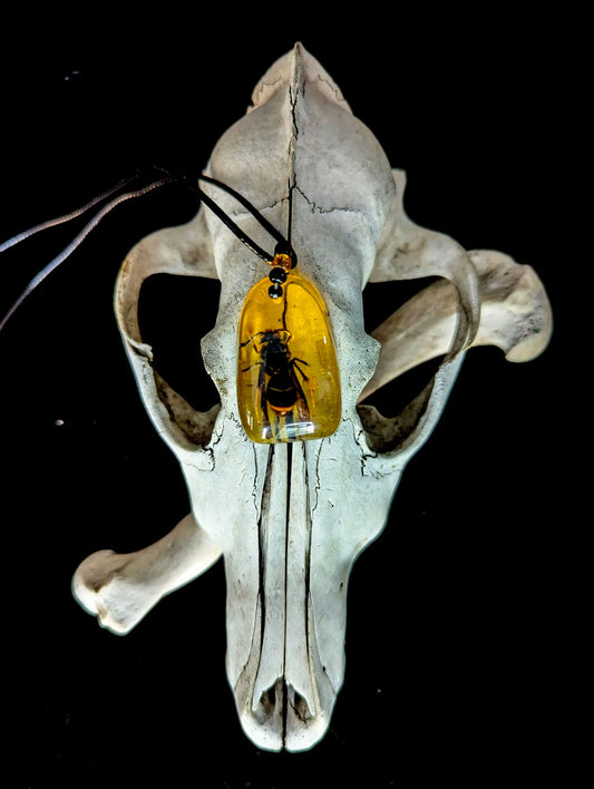 Imitation Amber Wasp Necklace - Curiosia Bazar
