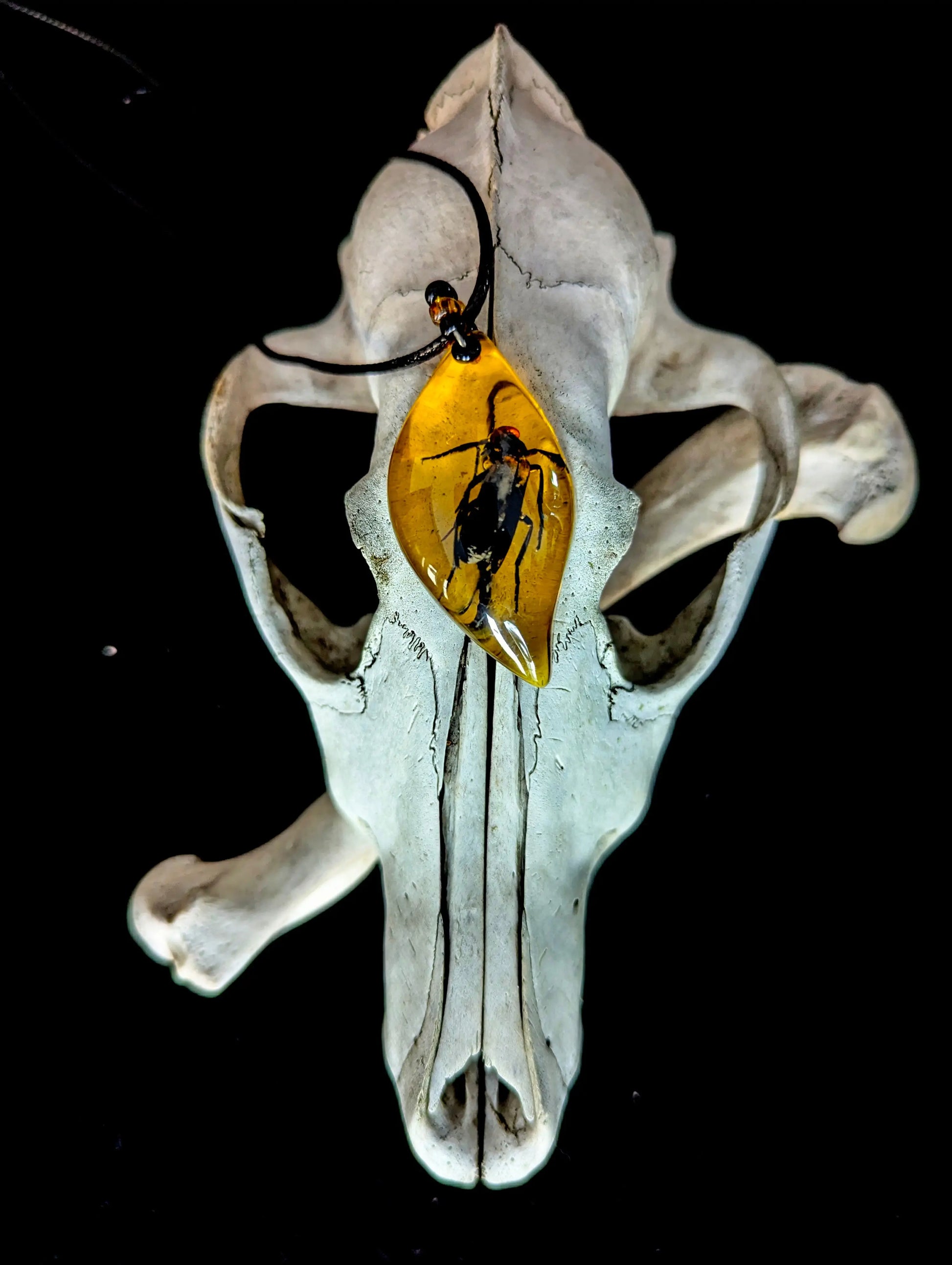 Skull with a pendant featuring an insect on a black background